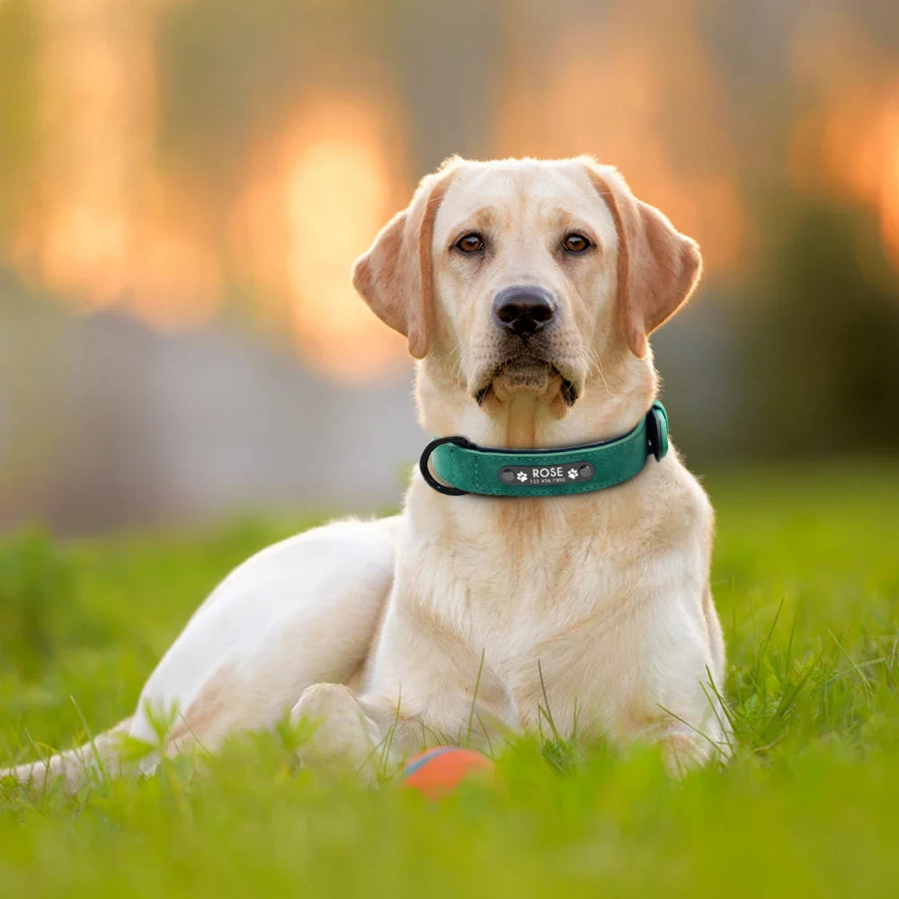 Give Your Dog a Special Touch! Custom Leather Collars with Name Tags