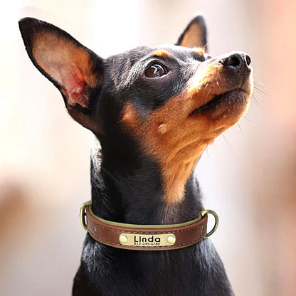 Stylish, comfy, and personalized – add your pup’s name & your contact for proud dog parents!